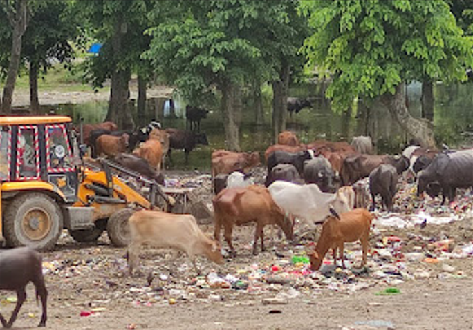 गंगा तट पर गंदगी का अंबार ,पंत दीप बना अवैध डंपिंग जोन, गायों की मौत – गंगा की पवित्रता पर संकट